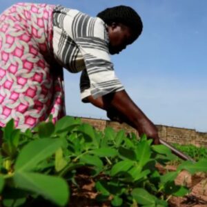 Livelihood Projects and Socio-Economic Services